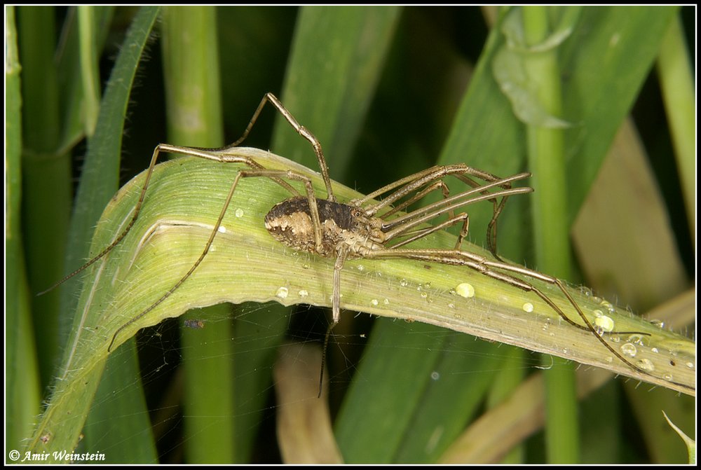 Opiliones d''Israele - No 7: Phalangium savigni